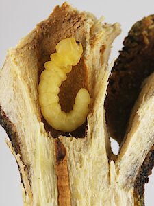 Hypocisseis ornata, PL5813, larva, in Amyema miquelii stem, SL, 12.5 × 2.9 mm